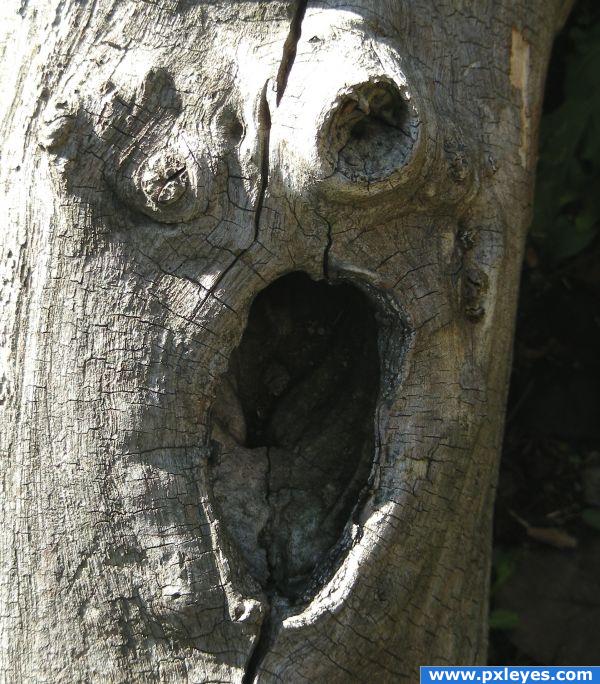 Fears tree